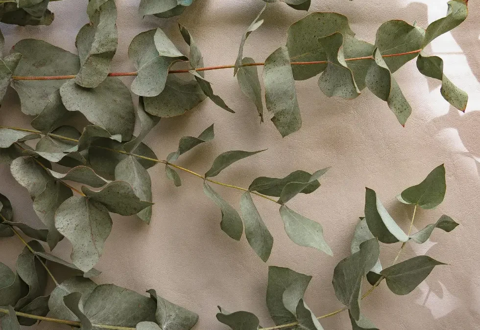 Episode 81: The Breaking Point: When Success Costs Too Much