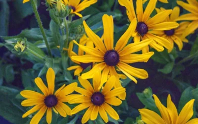 Episode 79: When Flowers Become Medicine: A Gardener’s Mental Health Journey