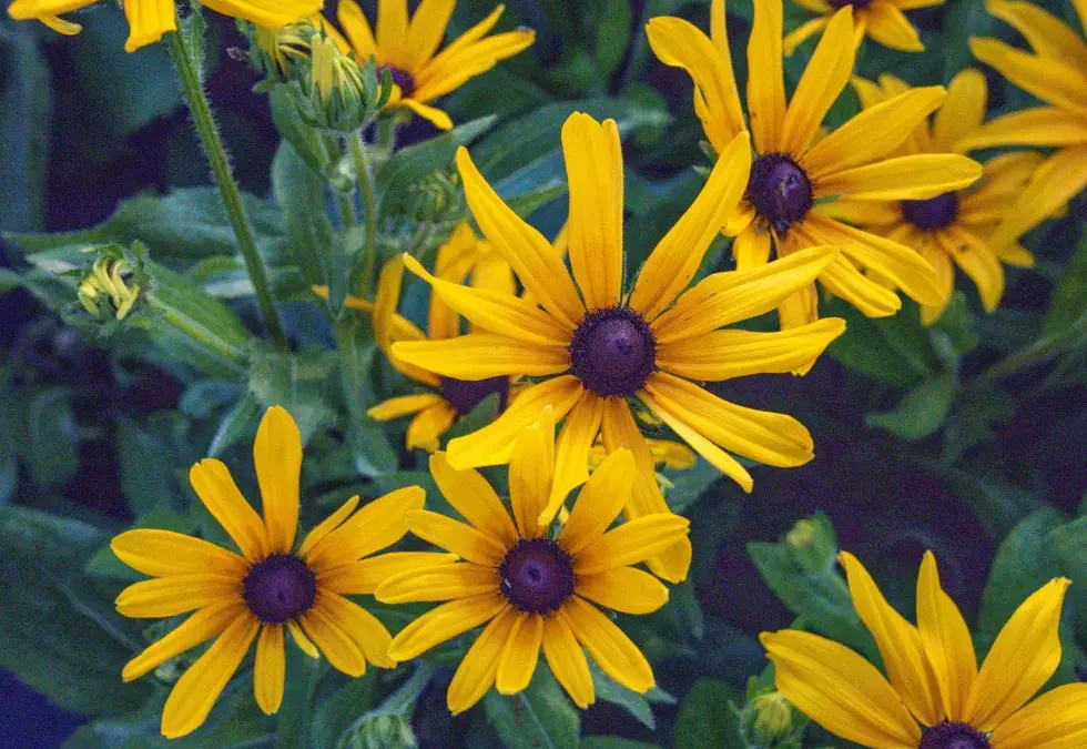 Episode 79: When Flowers Become Medicine: A Gardener’s Mental Health Journey