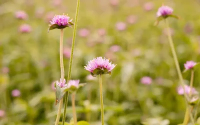 Episode 85: Funeral Flowers: Meaning, Memories, and Modern Traditions