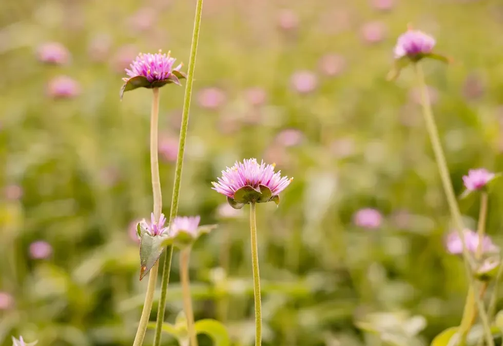 Episode 85: Funeral Flowers: Meaning, Memories, and Modern Traditions