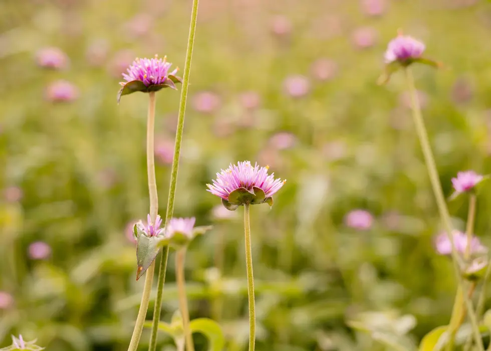 Purple Flowers in the Farm Field at Wildly native flower farm