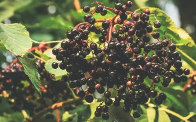 Episode 86: Elderberries, Bees, and Better Syrup