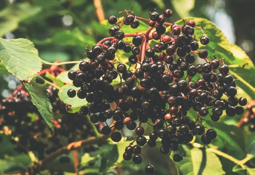 Episode 86: Elderberries, Bees, and Better Syrup