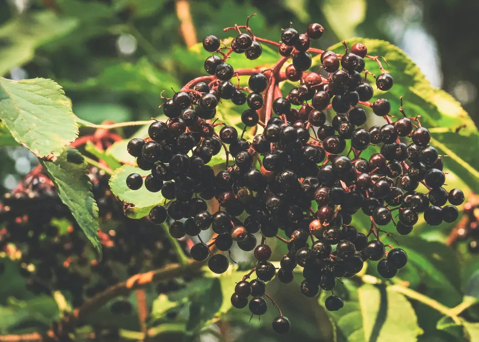 Episode 86: All About Elderberries: A Talk with Heartland Elderberry Farms