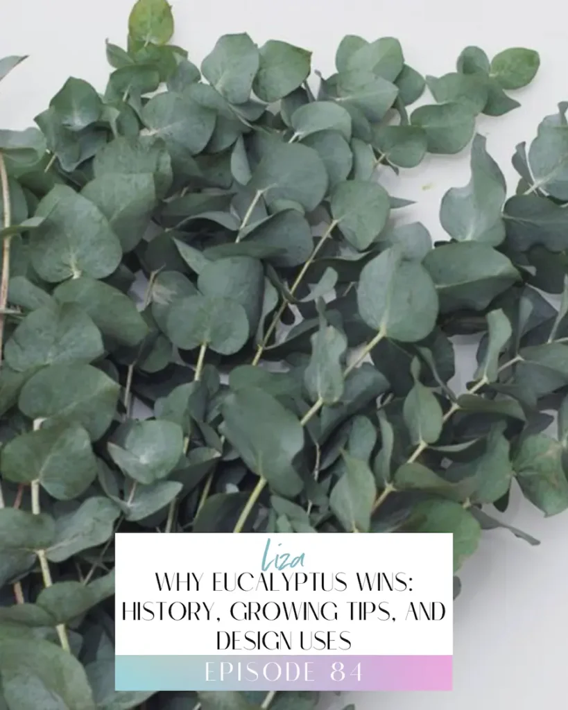 Episode 84 flower files title image: Why Eucalyptus Wins