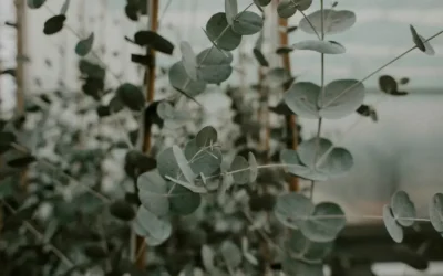 Episode 84: Why Eucalyptus Wins: History, Growing Tips, and Design Uses