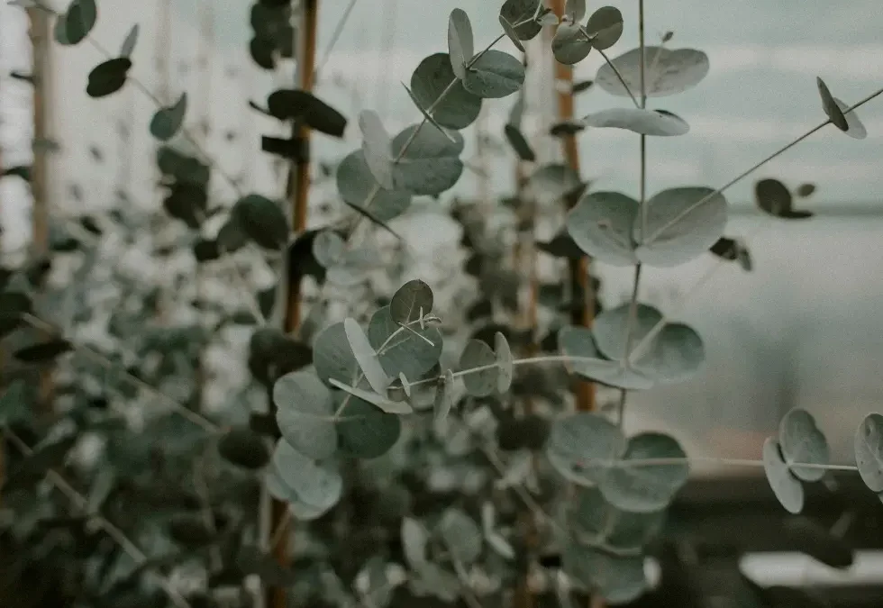 Episode 84: Why Eucalyptus Wins: History, Growing Tips, and Design Uses