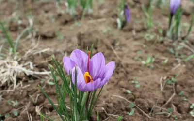 Episode 91: Inside the World’s Most Precious Spice: Growing, Harvesting, and Using Saffron