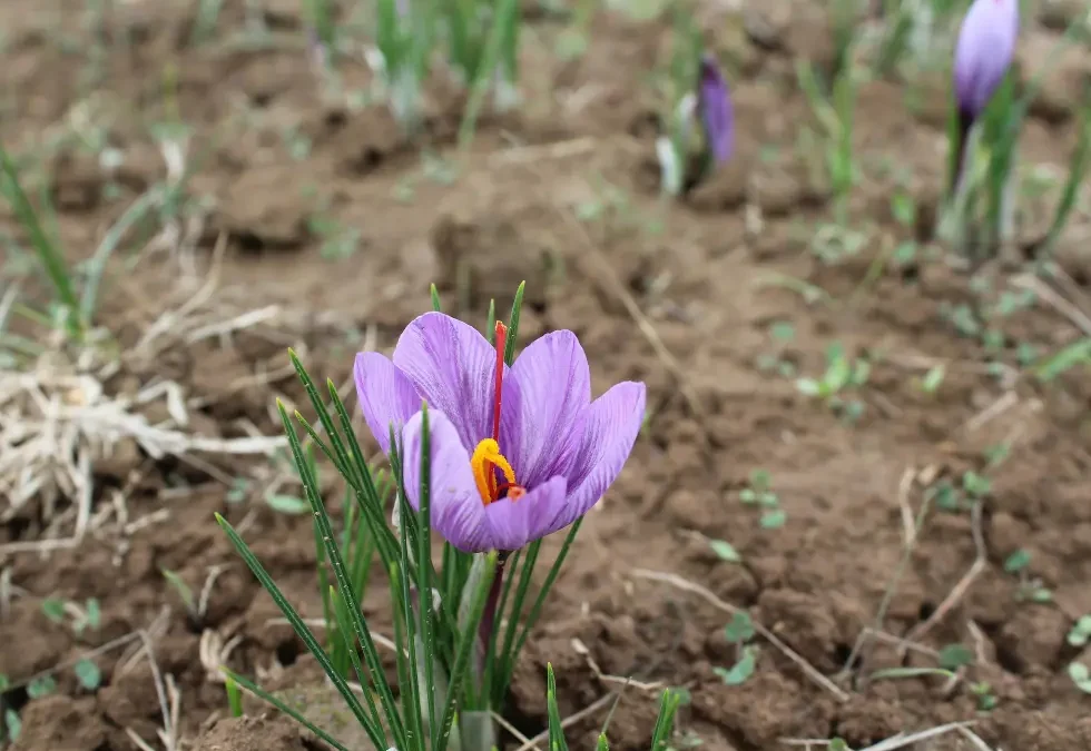Episode 91: Inside the World’s Most Precious Spice: Growing, Harvesting, and Using Saffron