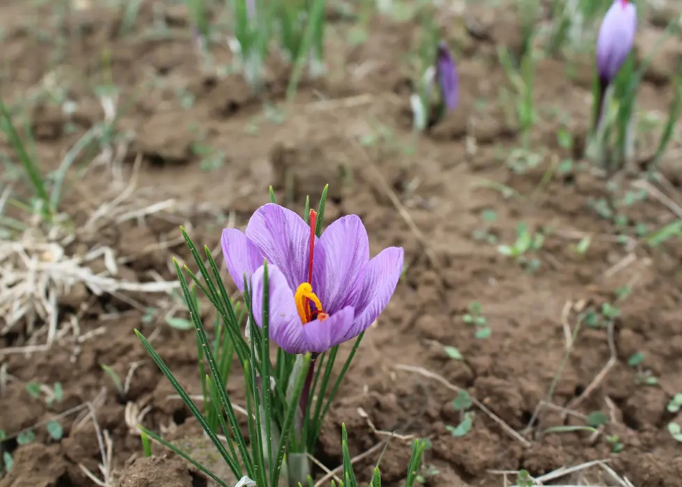 Up close of a saffron plant in the ground, planted and blooming