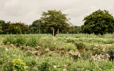 Episode 94: How to Make Changes as a Flower Farm