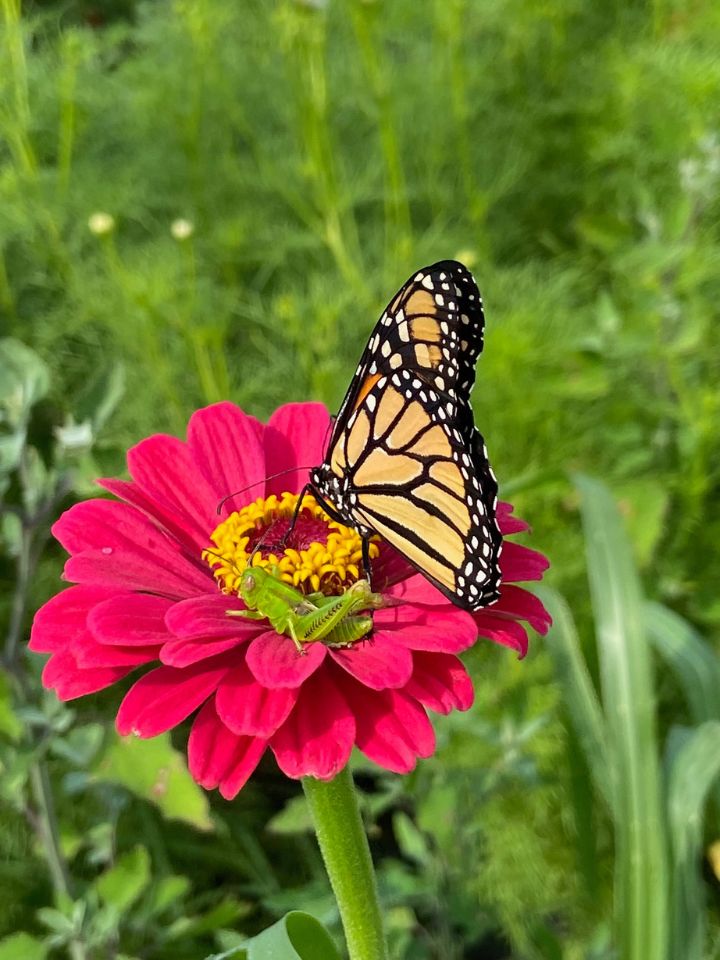 A monarch butterfly and green grasshopper sit on top of a pink zinnia.