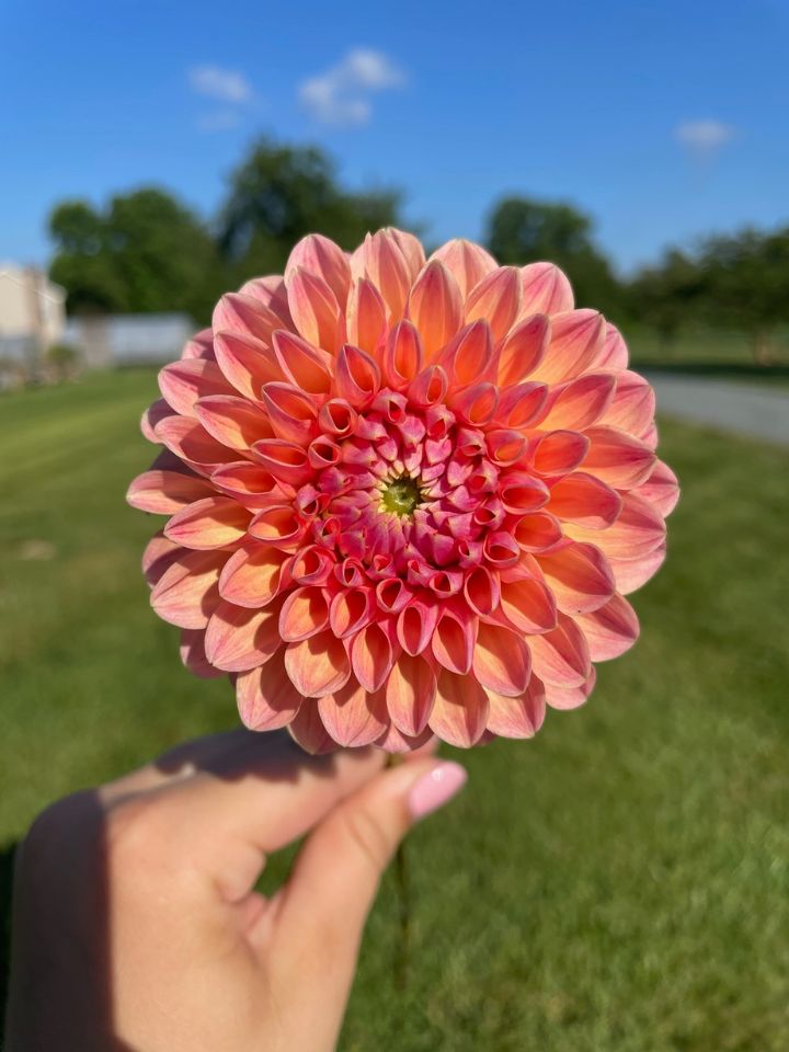 Closeup of orange dahlia in front of a blue sky.