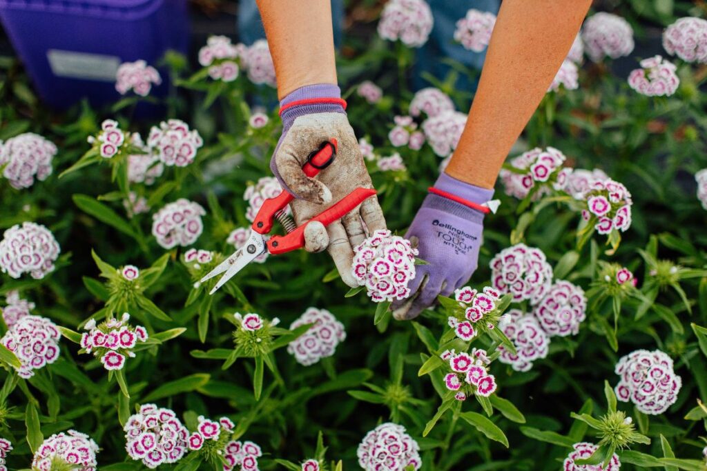 CLose up of hands in purple garden gloves cutting a dianthus flower