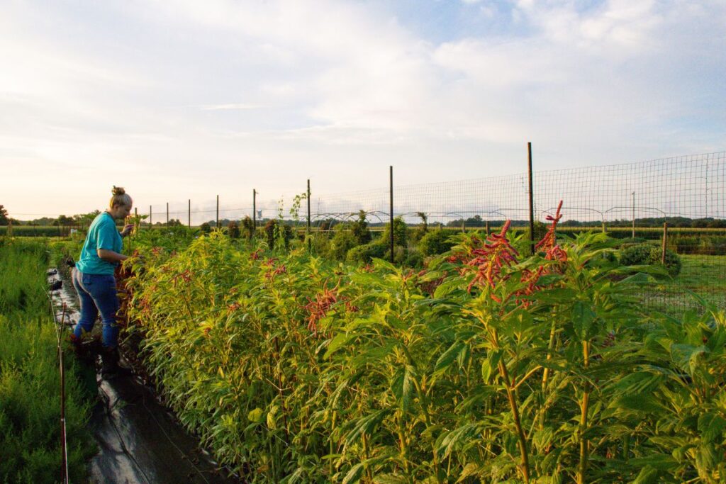 Woman stands between rows of amaranth at a cut flower farm.
