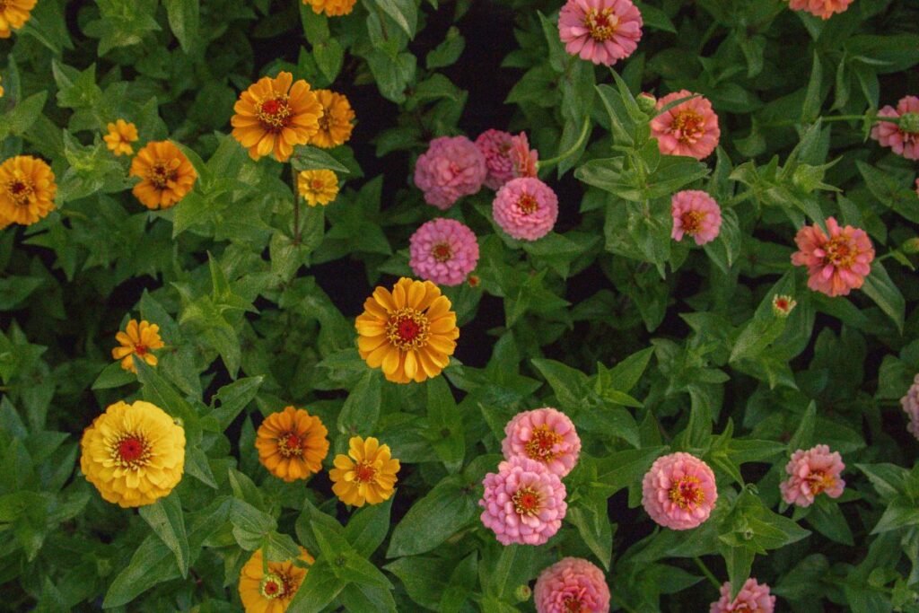 Overhead view of a field of pink, yellow, and orange zinnias.