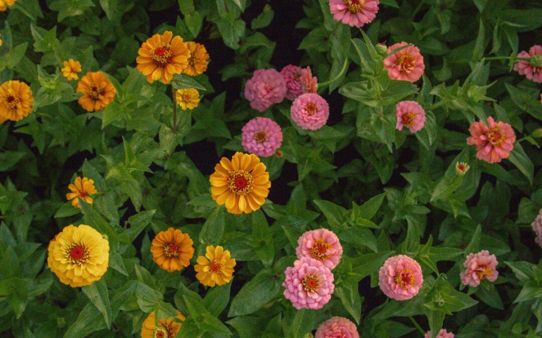 Test Flower Common Name