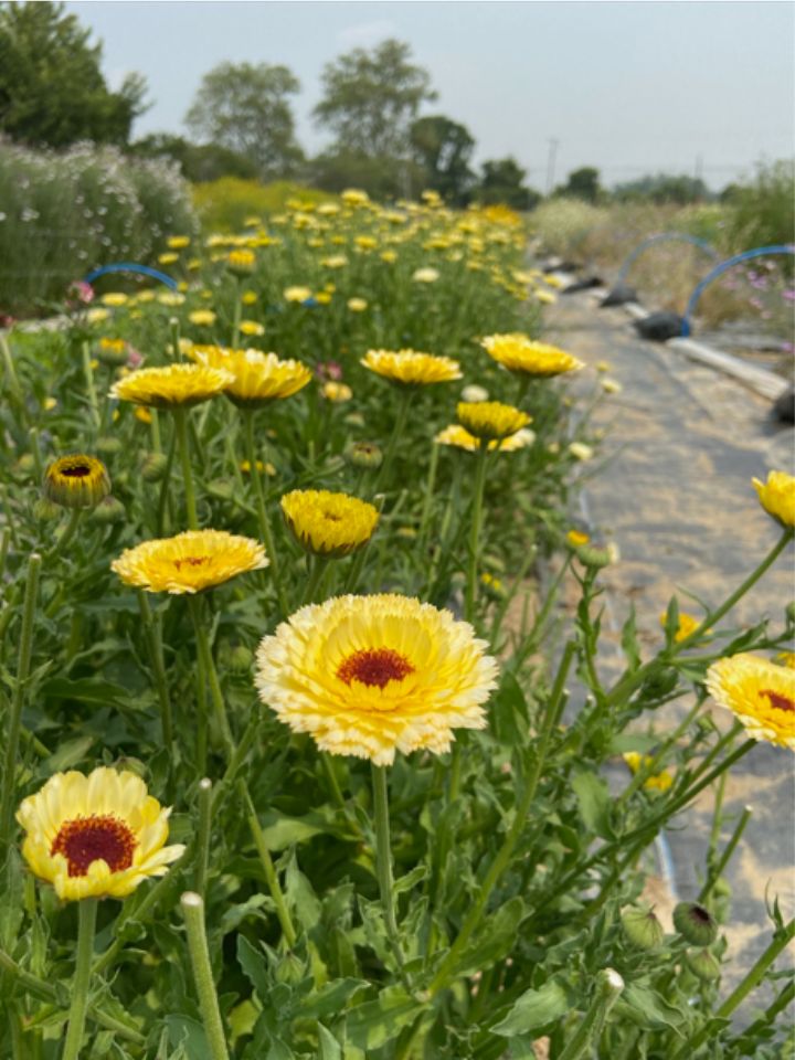 Row of pale yellow calendula at a flower farm.