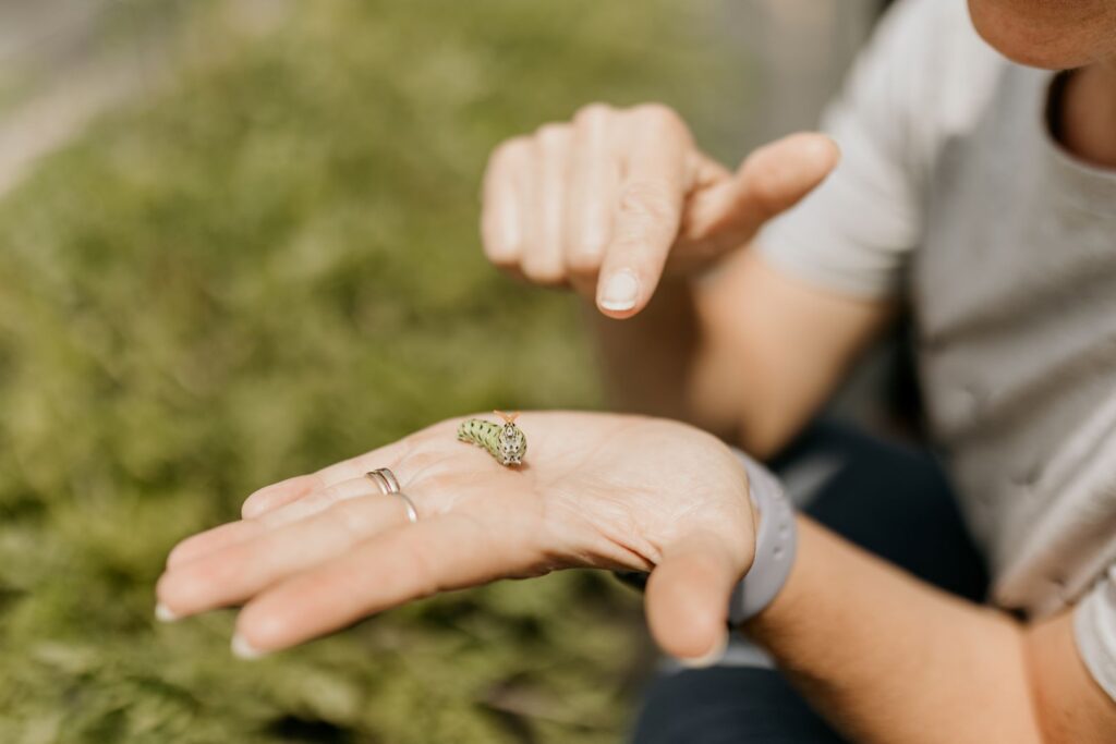 Closeup of a hand holding a caterpillar in the flower farm.
