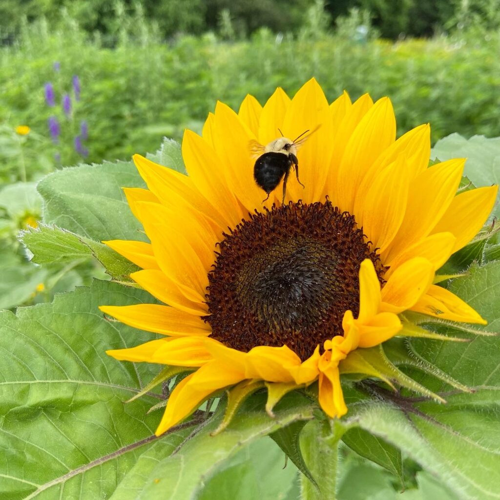 A bumblebee stops to gather pollen in a sunflower.