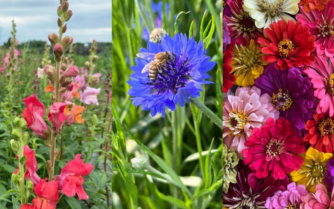 How Do I Know Which Flowers To Grow?