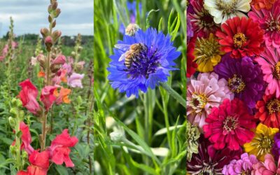 How Do I Know Which Flowers To Grow?