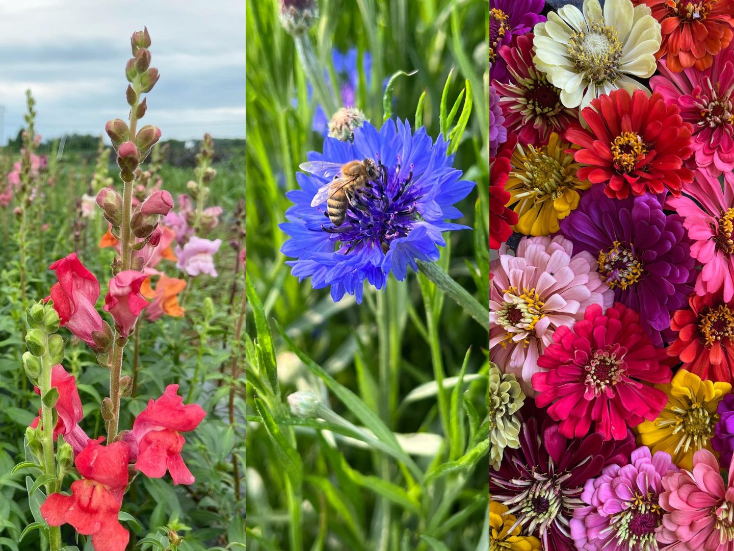Which flowers to grow Three photos in a row, pink snapdragon, blue bachelor button, rainbow of zinnias.