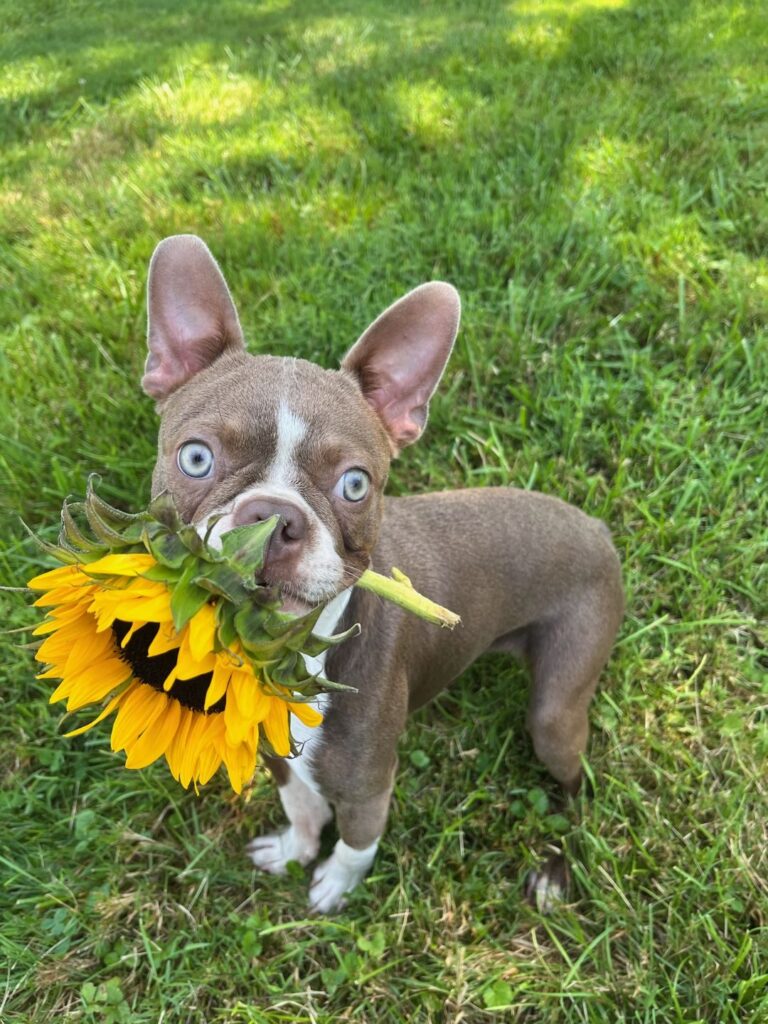 A small grey dog holds a sunflower in his mouth.