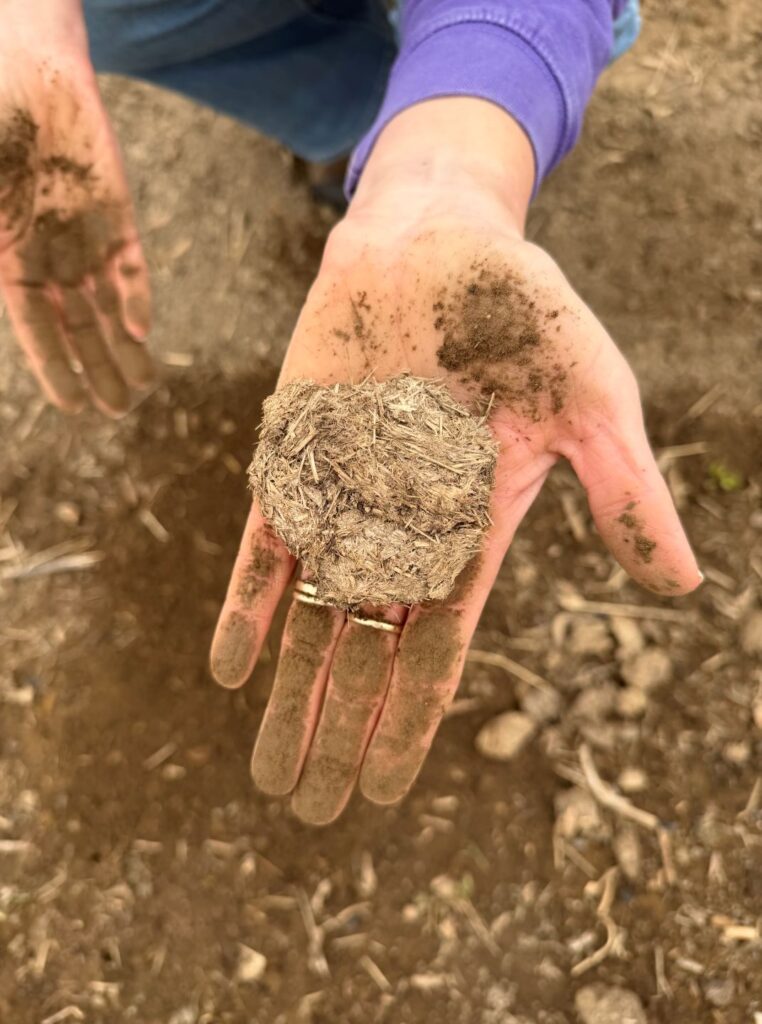 Closeup of hand holding a piece of horse manure over garden soil.