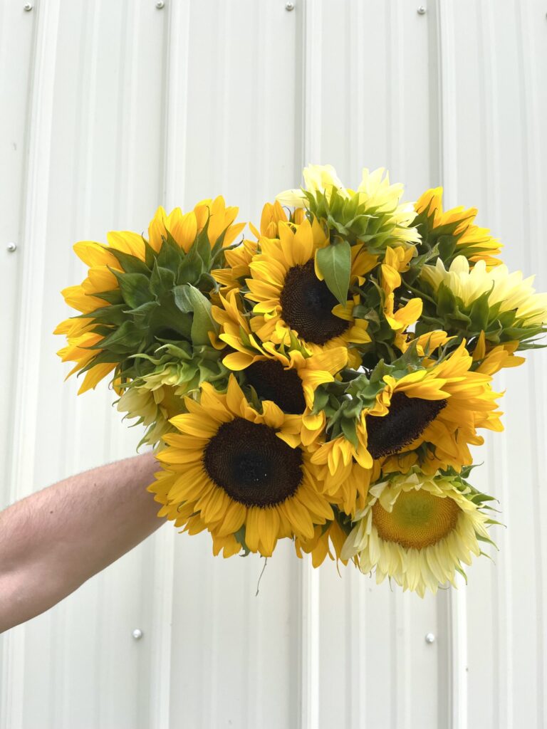 A bundle of bright yellow sunflowers.