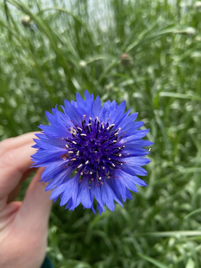Closeup view of a blue bachelor button flower.