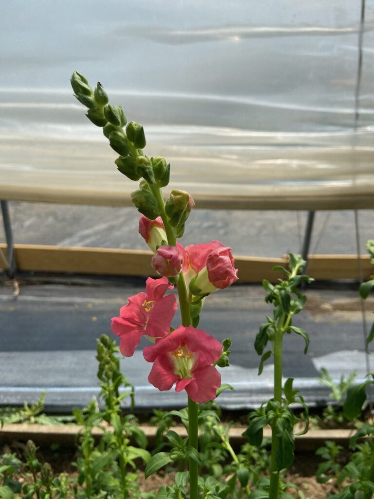A single pink snapdragon growing inside the hoophouse.