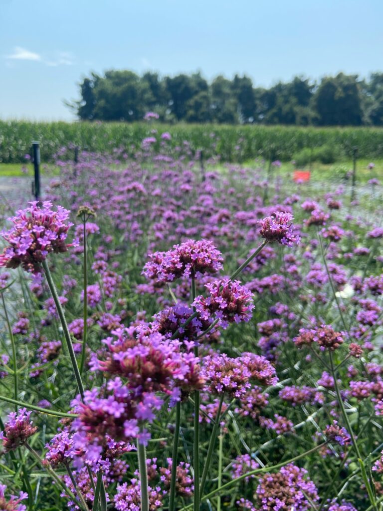 Purple verbena in the field.