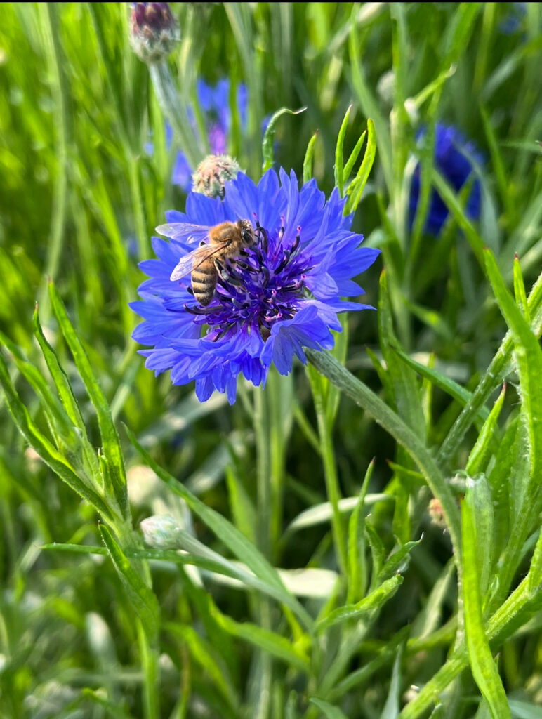 Honey bee gathers pollen on a blue bachelor button