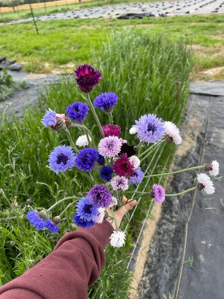 Multicolored bouquet of centaurea held in the field.