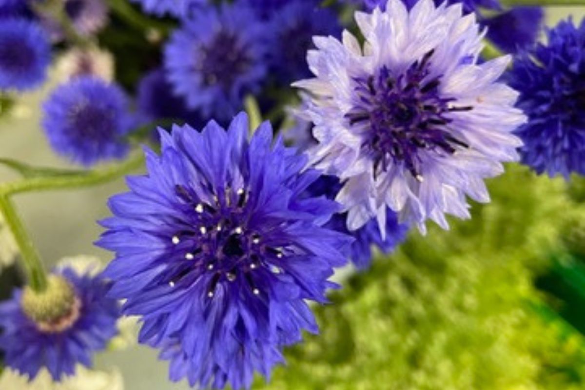 Blue and periwinkle centaurea bachelor's button flowers.