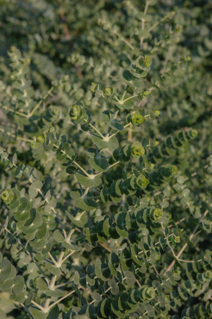 Closeup of eucalyptus.