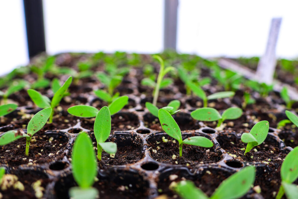 Small seedlings in a tray in a greenhouse.