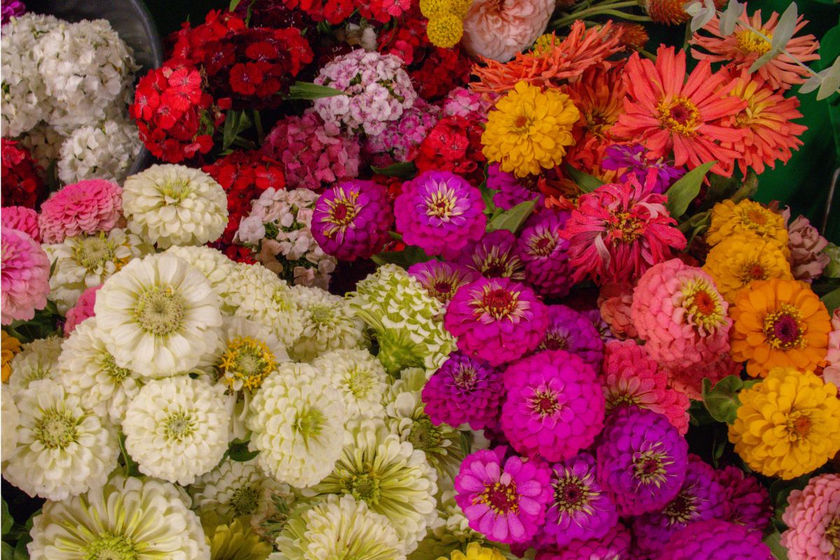 Zinnia flowers in white, purple, yellow, coral