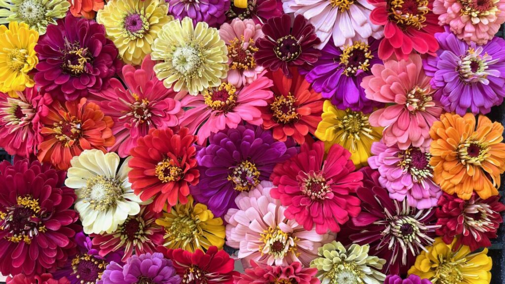 Lots of zinnias in all colors grouped together for a photo.