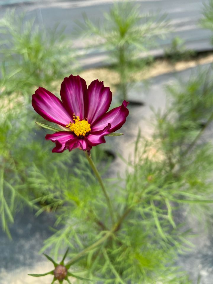 Purple striped cosmo flower in field.