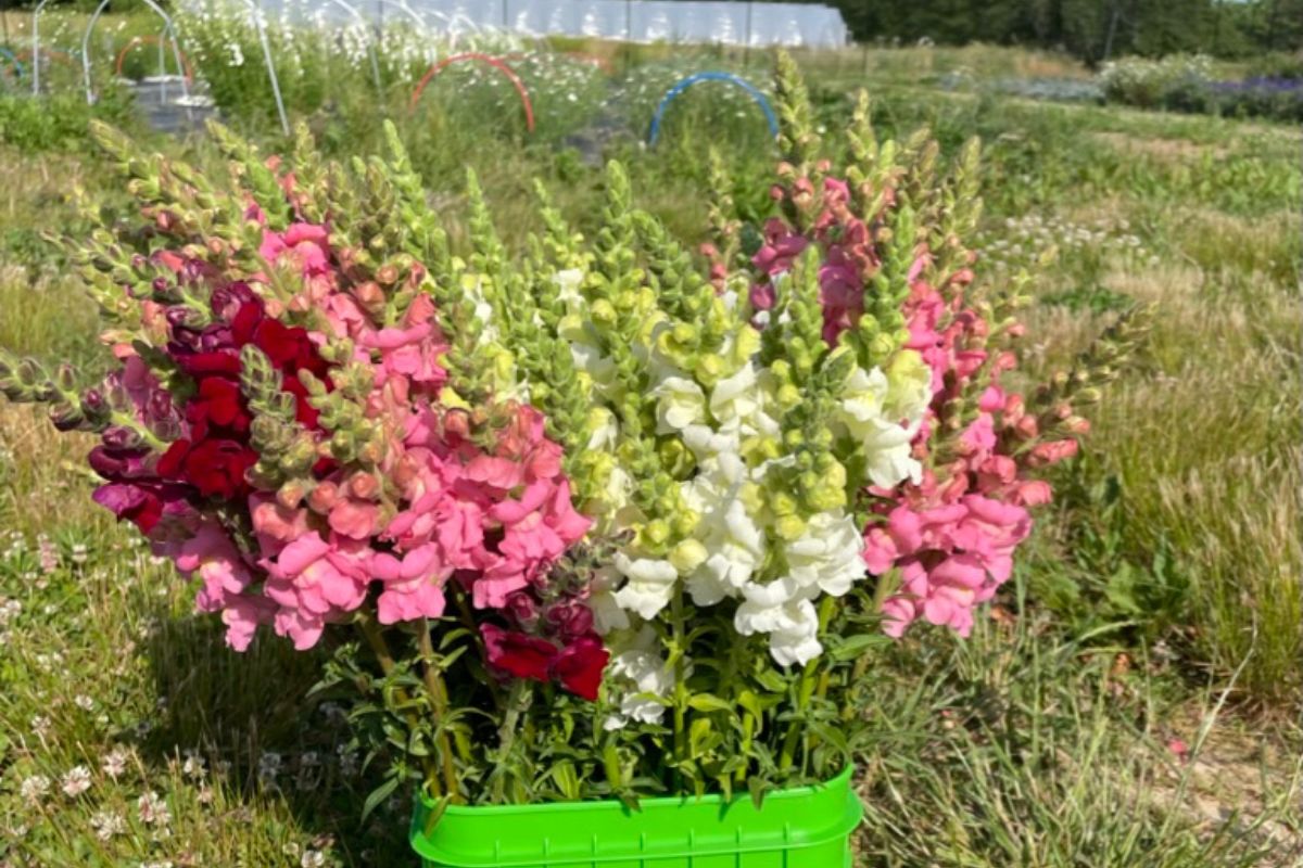 Pink, white, and burgundy snapdragons in a bucket on the flower farm.