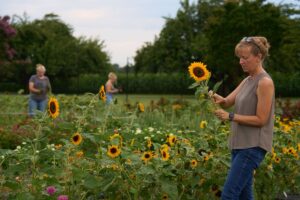 sunflower field Liza and crew stand in flower field to cut sunflower stems.