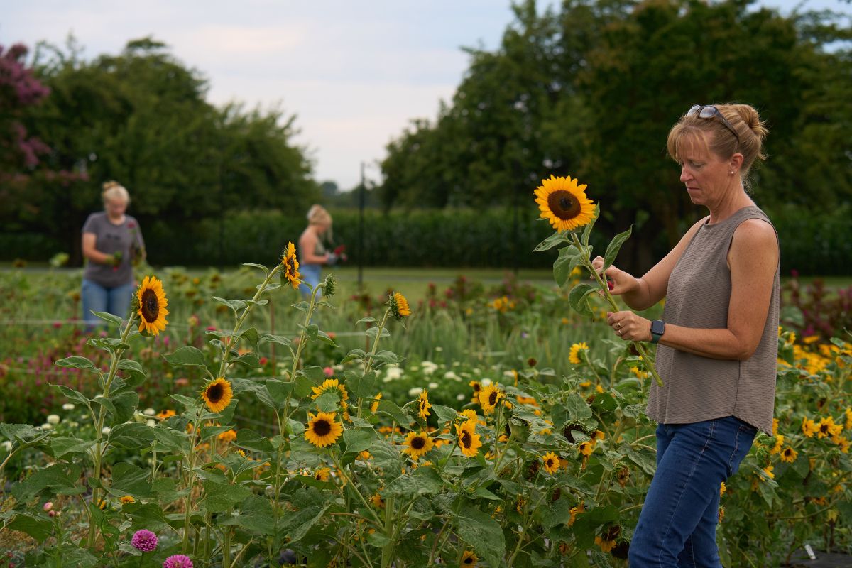 Liza and crew stand in flower field to cut sunflower stems.