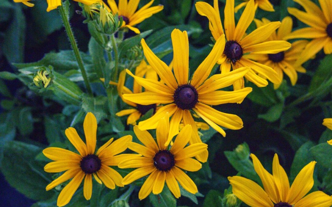 Black Eyed Susan