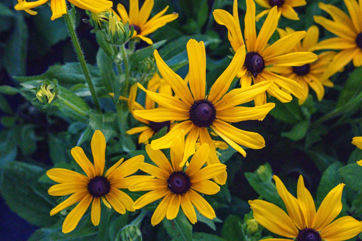 Overhead view of yellow black eyed susans in the field.
