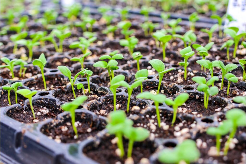 Rows of seedlings sprout in a black tray for seed starting.