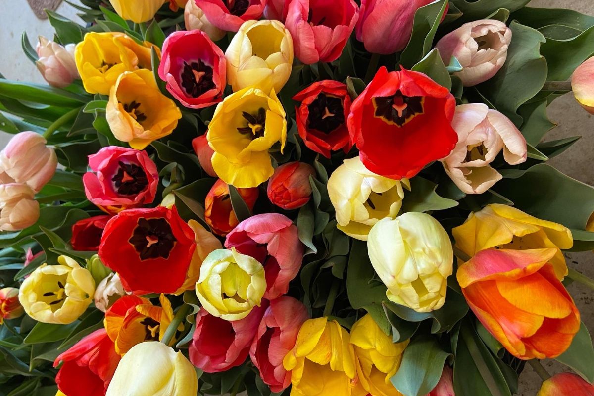 Overhead view of multi-colored tulips.