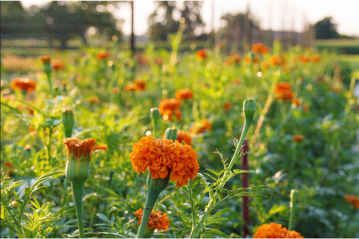 Marigolds growing in the flower farm fields.